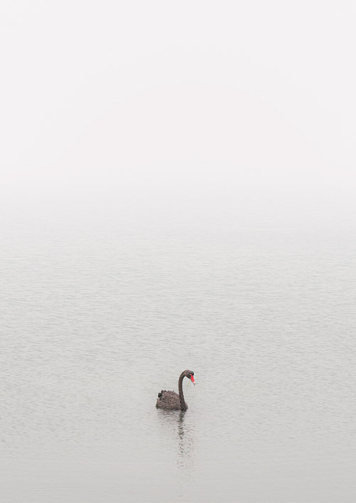 Quadri Black Swan Vert por Elli Arts -  CATEGORIAS