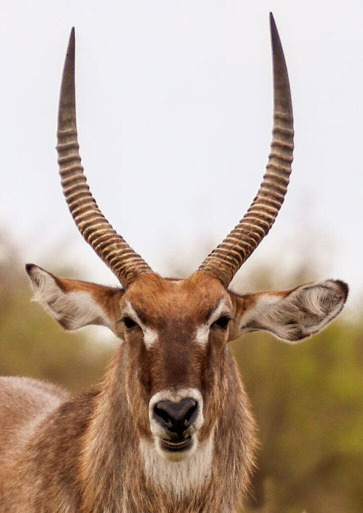 Quadro Antilope I por Marcelo Baldin & Sâmia Munaretti -  CATEGORIAS