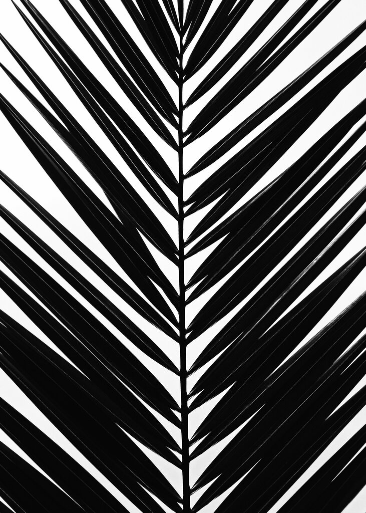 Quadro Black Tropical Leaf por Renato Muniz -  CATEGORIAS