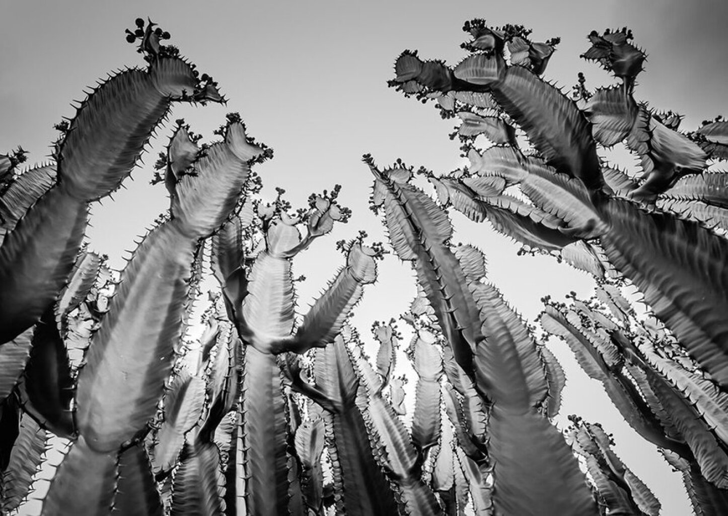 Quadro Cactus gigantes P&B por Edmoraes -  CATEGORIAS