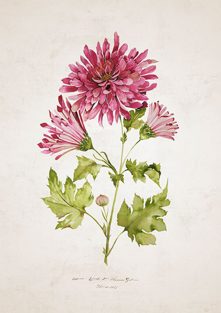 Quadro Crisanthemum por Rafaella Schmitt -  CATEGORIAS