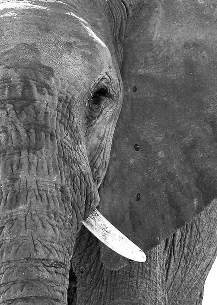 Quadro Elefante PB I por Marcelo Baldin e Sâmia Munaretti -  CATEGORIAS