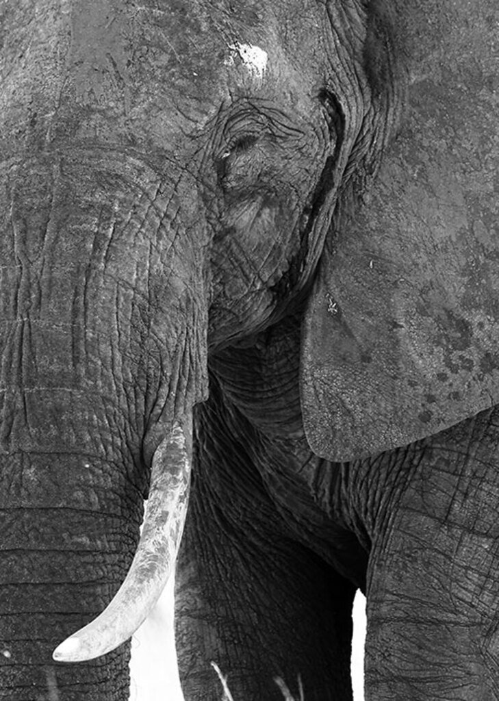 Quadro Elefante PB II por Marcelo Baldin e Sâmia Munaretti -  CATEGORIAS