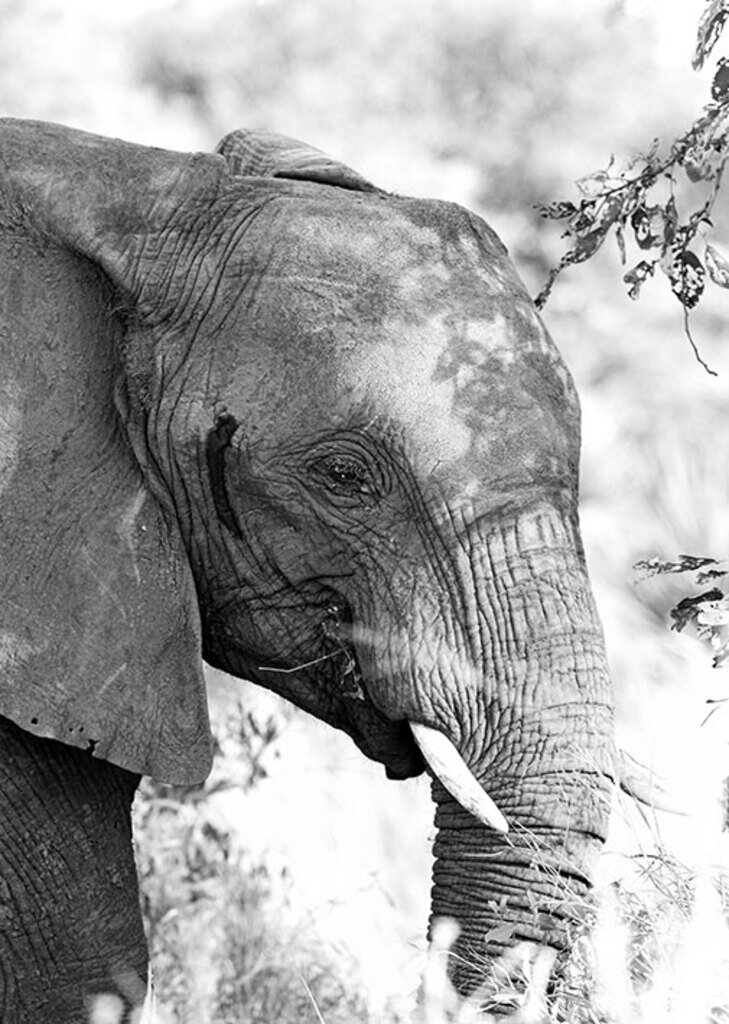 Quadro Elefante PB III por Marcelo Baldin & Sâmia Munaretti -  CATEGORIAS