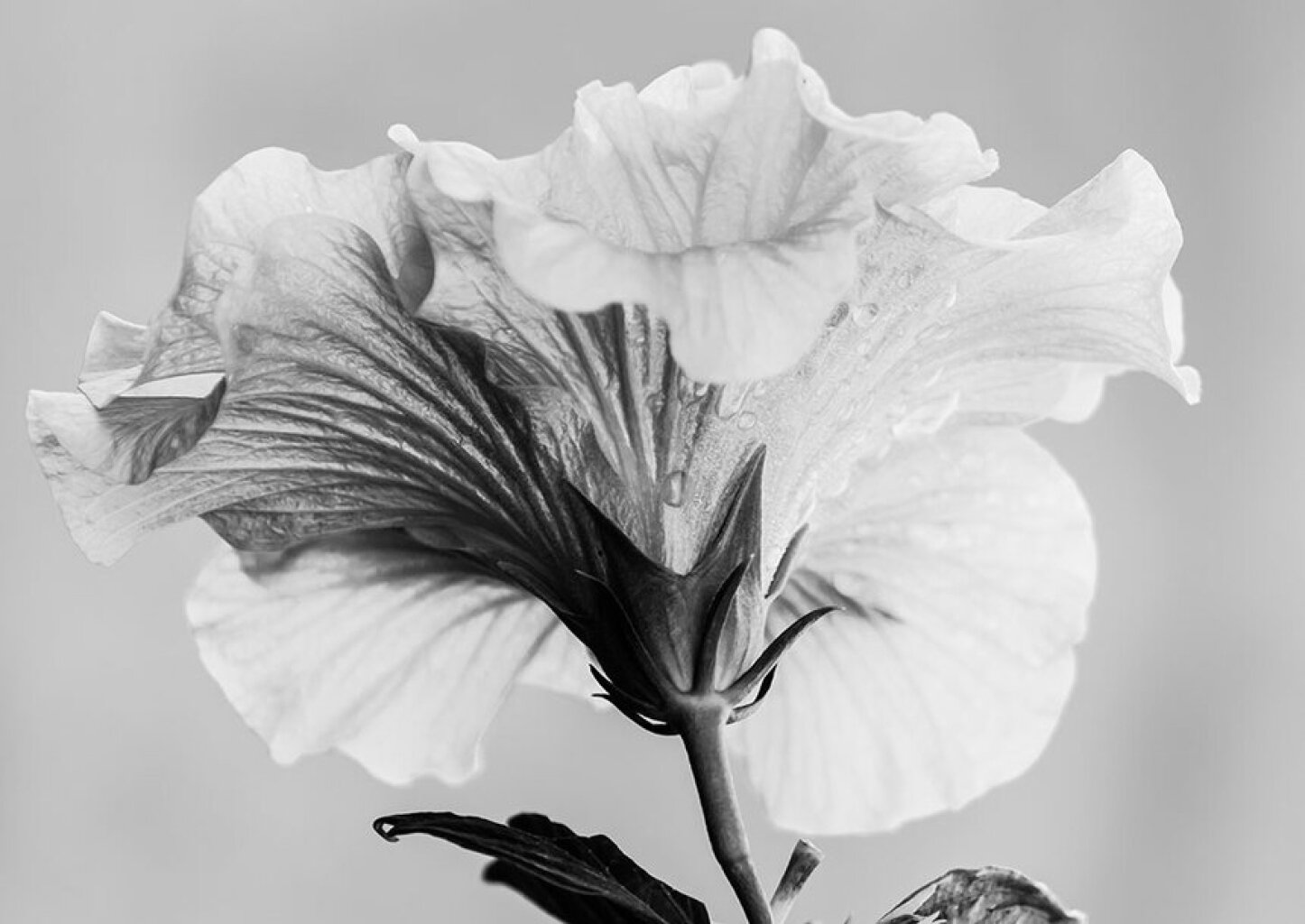 Quadro Flor de Hibisco Orvalhada por Edmoraes -  CATEGORIAS