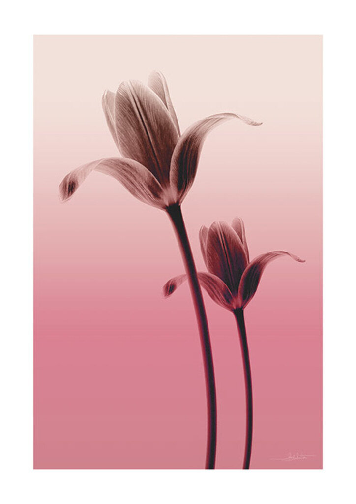 Quadro Flower Layer I por Joel Santos -  CATEGORIAS