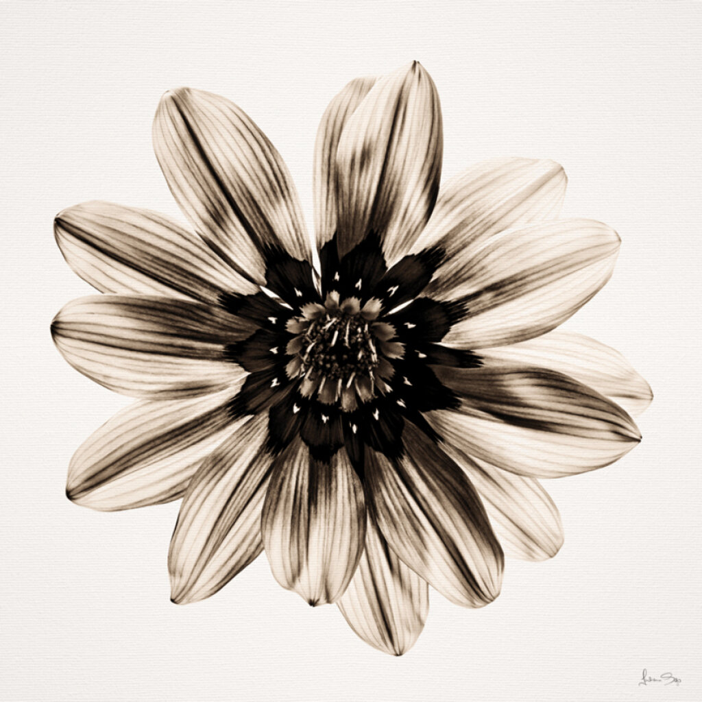 Quadro Multicolor-flower-II-Sepia por Juliana Bogo -  CATEGORIAS