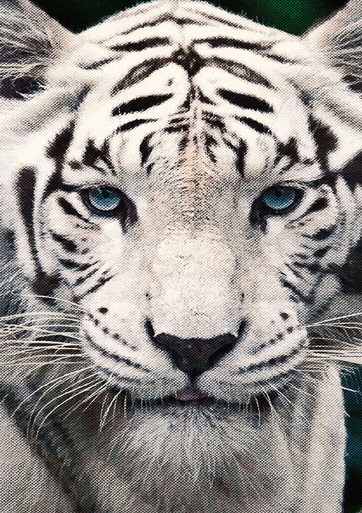 Quadro Tigre De Bengala por Joel Santos -  CATEGORIAS