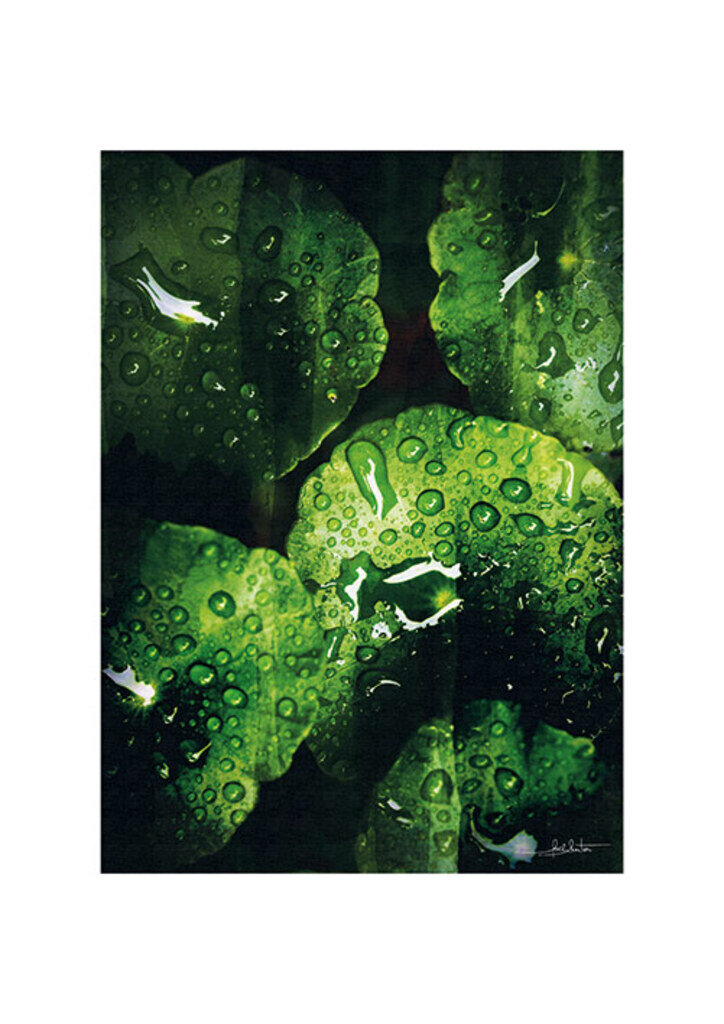 Quadro Wet Nature III por Joel Santos -  CATEGORIAS