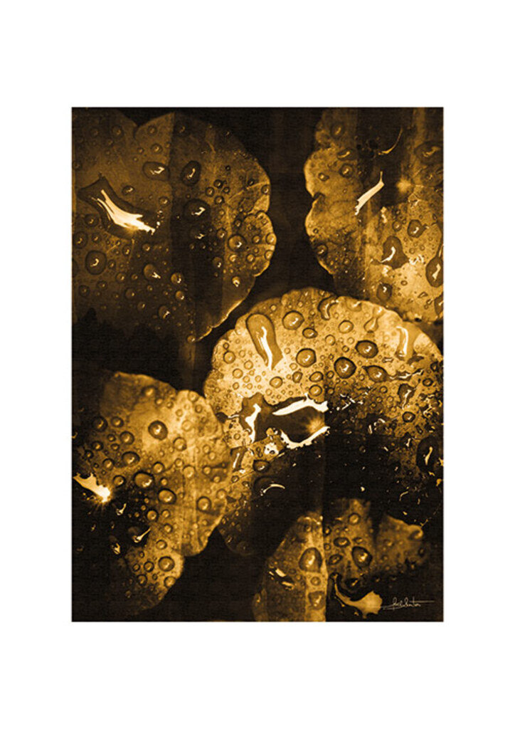 Quadro Wet Nature Sépia III por Joel Santos -  CATEGORIAS