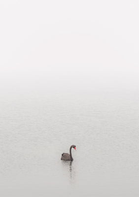 Quadri Black Swan Vert por Elli Arts