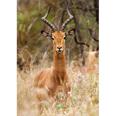 Quadro Antilope III por Marcelo Baldin & Sâmia Munaretti