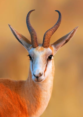 Quadro Antilope por Elli Arts