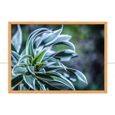 Quadro Arbusto azul por Edmoraes -  CATEGORIAS