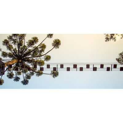 Quadro Árvore escalada com vista do céu por Pignata -  CATEGORIAS