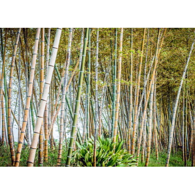 Quadro Bamboo por Erica Kogiso