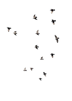 Quadro Birds Pb por Elli Arts