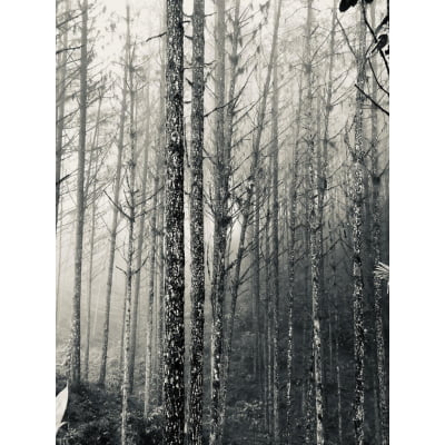 Quadro Bosque P&B por Joanna Salamon