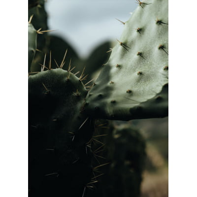 Quadro Cactus I por César Fonseca