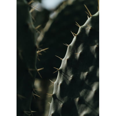 Quadro Cactus III por César Fonseca