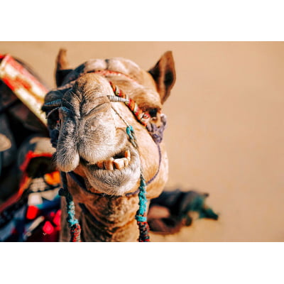 Quadro Camelo indiano por Patricia Schussel Gomes