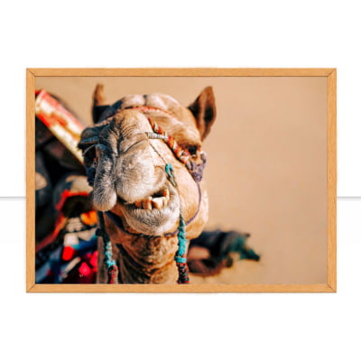 Quadro Camelo indiano por Patricia Schussel Gomes -  CATEGORIAS