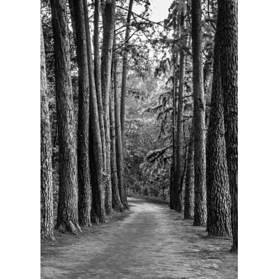 Quadro Caminho na floresta por Edmoraes