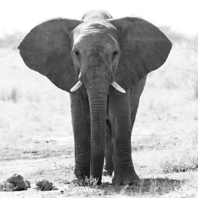 Quadro Elefante 5 por Marcelo Baldin & Sâmia Munaretti