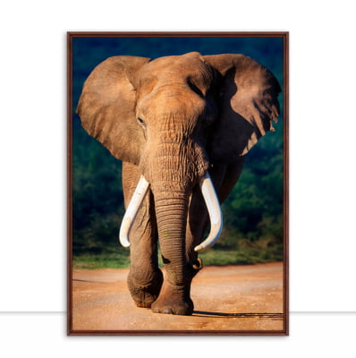 Quadro Elefante no Deserto por Elli Arts -  CATEGORIAS