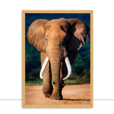Quadro Elefante no Deserto por Elli Arts -  CATEGORIAS