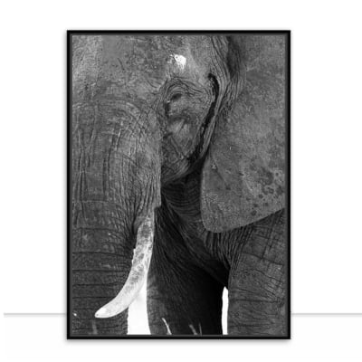 Quadro Elefante PB II por Marcelo Baldin e Sâmia Munaretti -  CATEGORIAS