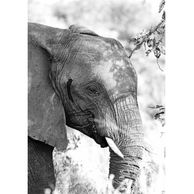 Quadro Elefante PB III por Marcelo Baldin & Sâmia Munaretti -  CATEGORIAS
