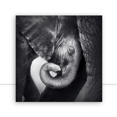 Quadro Elefante por Elli Arts -  CATEGORIAS
