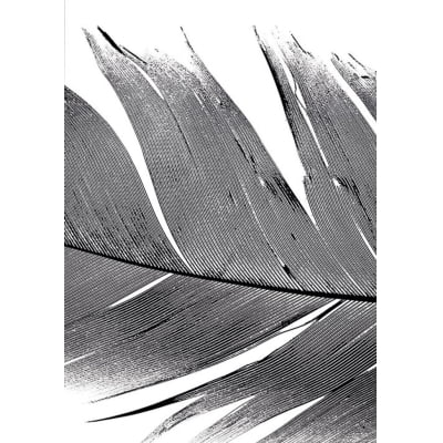 Quadro Feather Black por Joel Santos -  CATEGORIAS