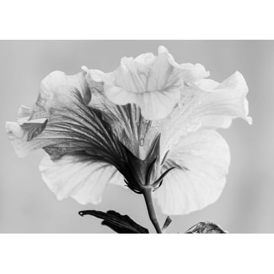 Quadro Flor de Hibisco Orvalhada por Edmoraes