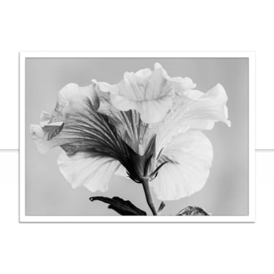 Quadro Flor de Hibisco Orvalhada por Edmoraes -  CATEGORIAS