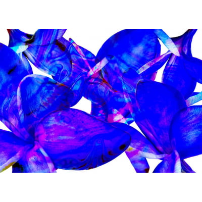Quadro Flores Blue por Isadora Fabrini