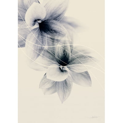 Quadro Flower In The Misti II por Joel Santos