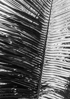 Quadro Folhagem de palmeira por Edmoraes