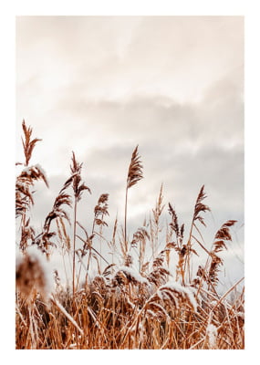 Quadro Golden Reed Grass