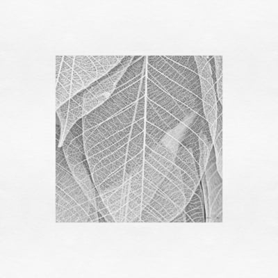 Quadro Leaf veins 1 por Juliana Bogo -  CATEGORIAS