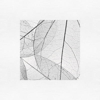 Quadro Leaf veins 2 por Juliana Bogo -  CATEGORIAS
