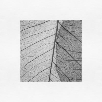 Quadro Leaf veins 4 por Juliana Bogo