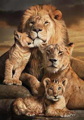 Quadro Lion Family Four Color por Joel Santos