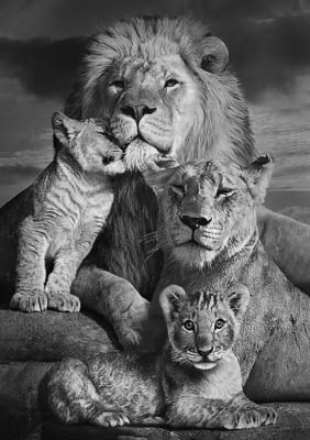 Quadro Lion Family Four P&B por Joel Santos