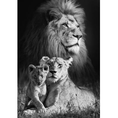 Quadro Lion Family por Joel Santos