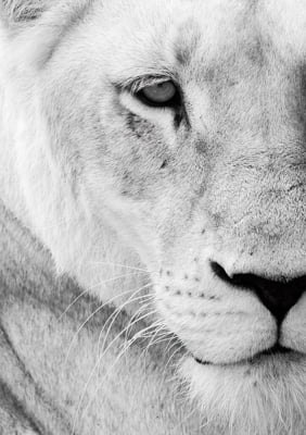 Quadro Lioness por Elli Arts