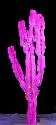 Quadro Lumine Cactus 1 por Rafael Campezato