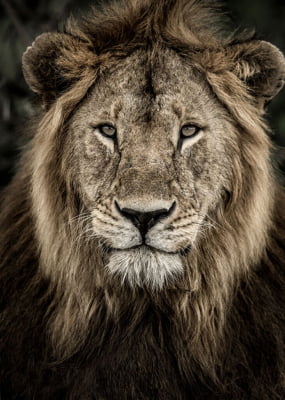 Quadro Male Lion por Elli Arts