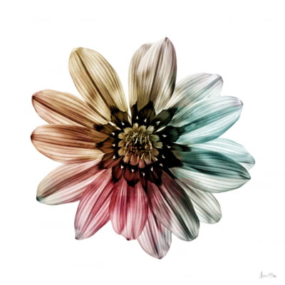 Quadro Multicolor Flower II por Juliana Bogo